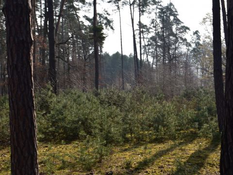 Borovica lesná na Záhorí