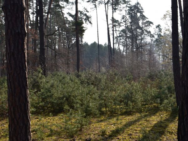 Borovica lesná na Záhorí