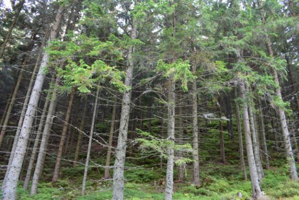 Ilustračné foto: Jozef Marko 