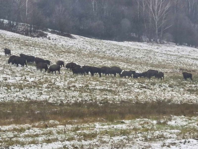 Glosa: O zubroch pri Starine v Poloninách. Najmä emotívne, ale aj rozumne. Skúsme sa upokojiť a ostať slušní