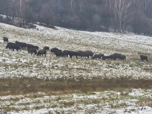 Zubry v Polonin&aacute;ch 