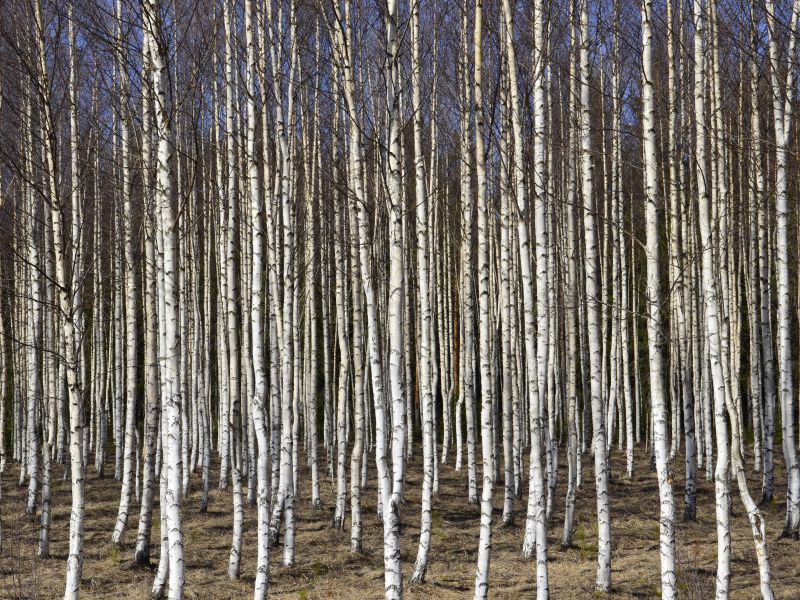 Ilustračn&eacute; foto: Pixabay.com 