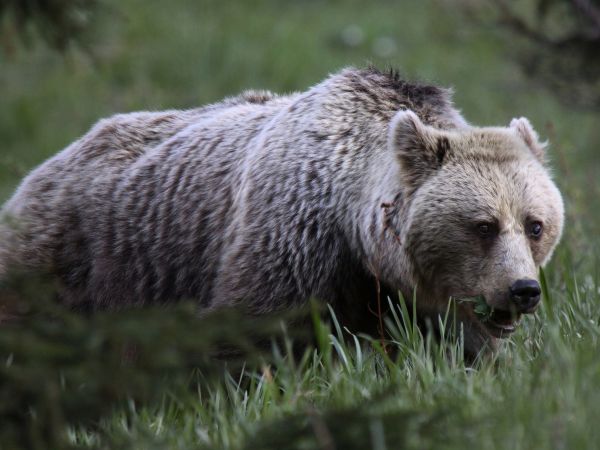 Ilustračné foto: Ing. Pavol Lenko 