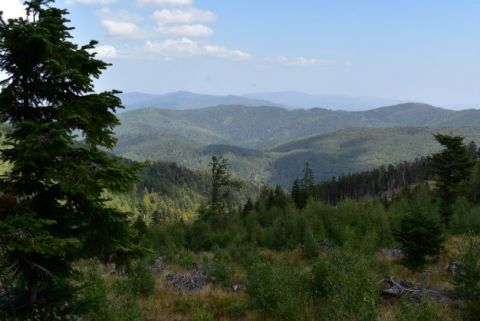 Prekrásne slovenské lesy, podľa ochranárov drancované a vykrádané 