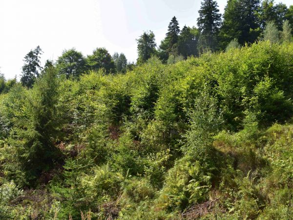 Ilustračné foto: Jozef Marko 