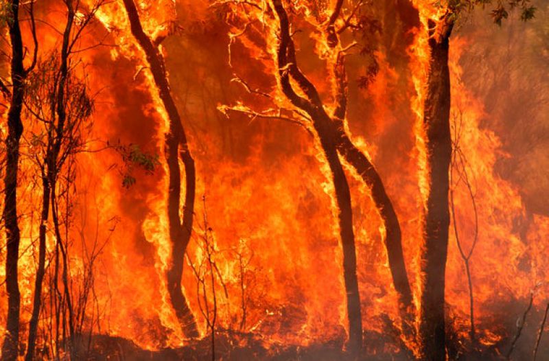 Nebezpečenstvo lesných požiarov je čoraz väčšie. Príklad zo zahraničia, ako mu treba čeliť