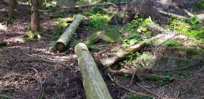 Vďaka finančnej podpore majú vlastníci lesov v Nemecku dostatok prostriedkov aj na odkôrňovanie dreva 