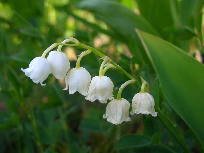 Convallaria majalis