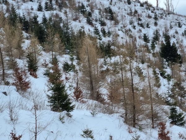 Mlad&eacute; lesn&eacute; porasty nad Nižnou a Vy&scaron;nou Bocou v N&iacute;zkych Tatr&aacute;ch 