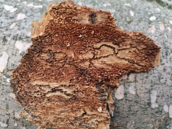 Požerok lykožr&uacute;ta bukov&eacute;ho