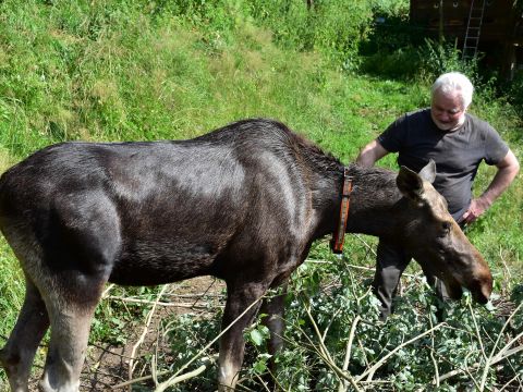 Ing. Stanislav Bystriansky s losom 