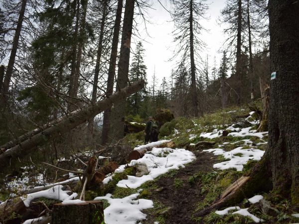 Turistický chodník v Javorovej doline 
