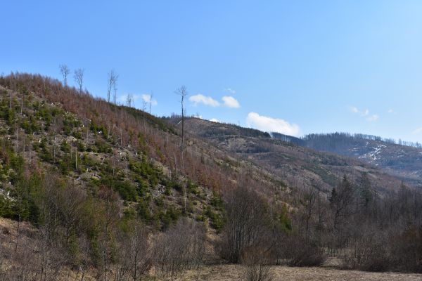 Obnovené kalamitné plochy na Kysuciach 