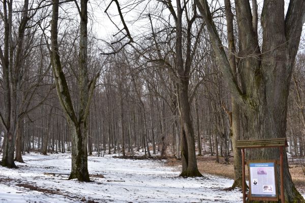 Staré lipy pri Kráľovej studni pri Košiciach