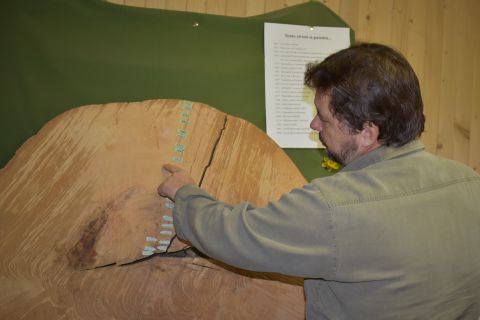 Drevo je večné. Ing. Ladislav Szabó z Mestských lesov Revúca ukazuje na to, čo všetko si pamätá jeden strom 