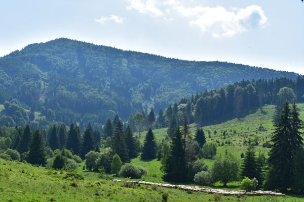 Ovčie stádo pod Poľanou 