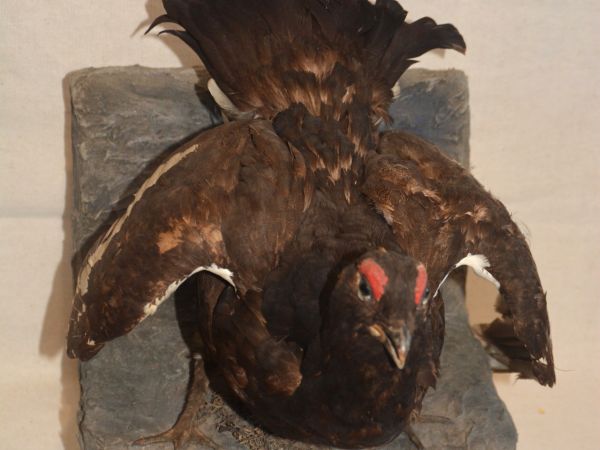 Zdroj: FB stránka Múzea vo sv. Antone