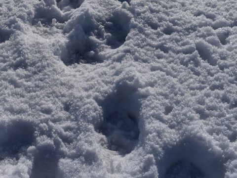 Vlčie stopy v snehu 