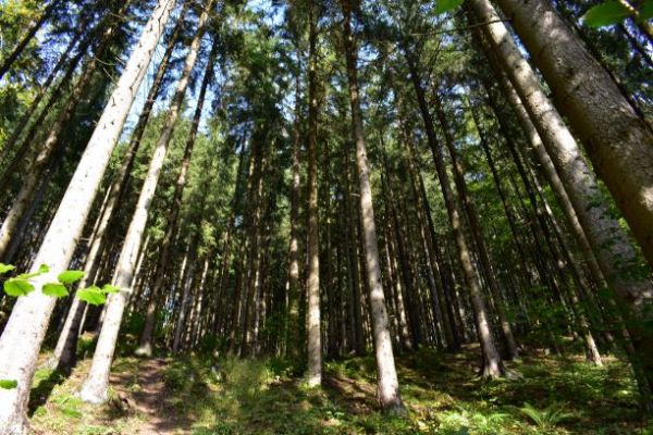 Kr&aacute;sne smrečiny v &Scaron;tiavnick&yacute;ch lesoch 