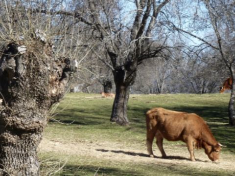 Ukážka agrolesníctva v strednom Španielsku 