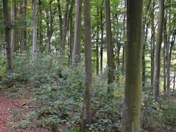 Zdroj: Internetová stránka VÚLHM 