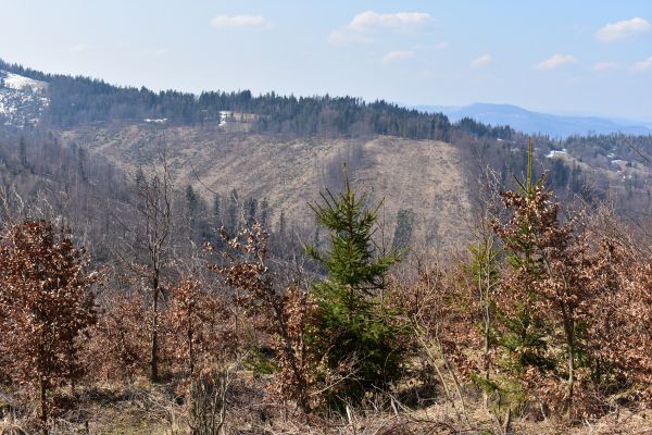 V popredí skôr, v pozadí neskôr zalesnené kalamitné plochy na Kysuciach