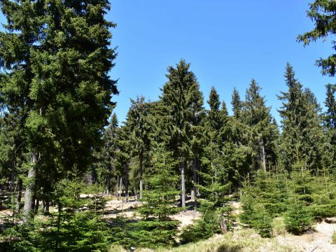 Biotop hlucháňa hôrneho v Lesoch mesta Kremnica, aktívne manažovaný lesníkmi 