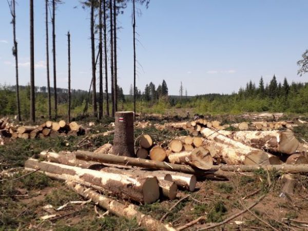 Uk&aacute;žka rozsahu a spracovania podk&ocirc;rnikovej kalamity v Českej republike