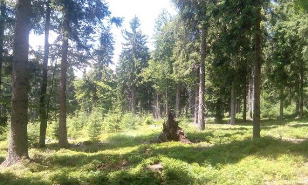 Ide&aacute;lny biootp hluch&aacute;ňa desať rokov po vykonan&iacute; lesn&iacute;ckych oaptren&iacute; 