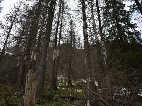 Lesy zdevastované lykožrútom v Tatranskom národnom parku 