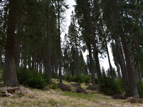 Lesné porasty na Muránskej planine v čase, keď boli ešte lesnícky aktívne manažované 
