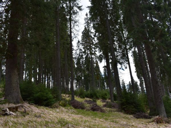 Lesné porasty na Muránskej planine v čase, keď boli ešte lesnícky aktívne manažované 