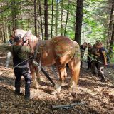 Poľsk&iacute; &scaron;tudenti v slovenskom lesnom poraste 