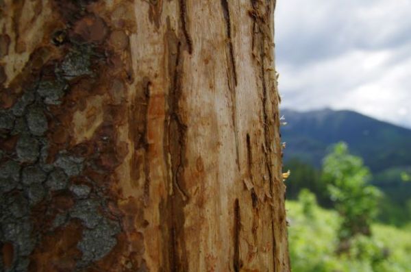 Ilustračn&eacute; foto Ing. J&aacute;n Slivinsk&yacute;