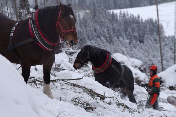 Náročná práca lesného robotníka v zimnom lese 