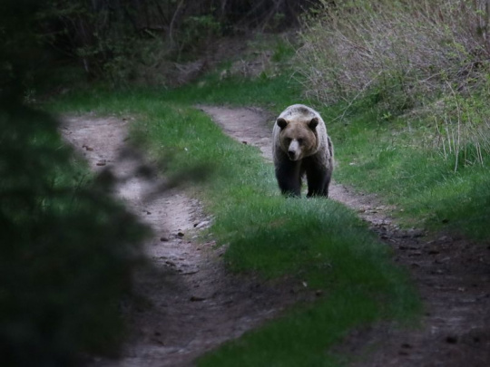 Medveď napadol cyklistu na lesnej ceste: 793 hlásení o výskyte a strete medveďa s človekom. 37 jedincov eliminovali členovia zásahového tímu a poľovné združenia