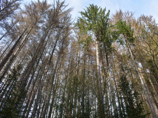 Medzinárodný tím vedcov: Lesy budú zasiahnuté premnoženým lykožrútom a lesnými požiarmi aj v nasledujúcich desaťročiach, najviac v južnej a západnej Európe, menej v severnej časti kontinentu