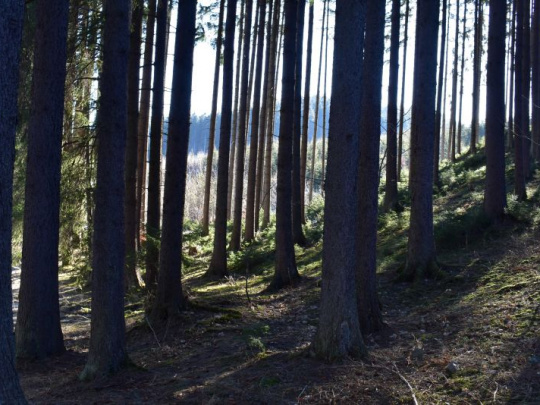Zdravotný stav českých lesov: Zreteľný pokles zastúpenia stromov so silnou defoliáciou v smrekových porastoch