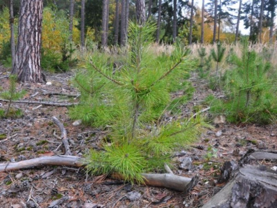 Výskumníci o využití hydrogelov pre sadenice lesných drevín: Ochrana pred vysychaním, zvýšený príjem vody a lepšie znášanie stresu