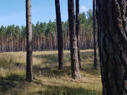 Forest Ecosystems: Borovice v strednej Európe môže ohroziť zákerný parazit