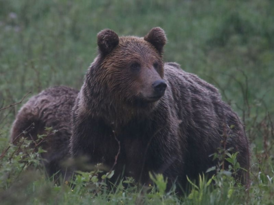 Názor: Čo znamená prehratý súd ministerstva životného prostredia o povolení výnimky na odstrel medveďov
