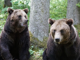 Podľa štátneho tajomníka envirorezortu v Európe čoraz viac počuť hlas zdravého rozumu: Viacero krajín hľadá podporu na preklasifikovanie medveďa do nižšej kategórie ochrany
