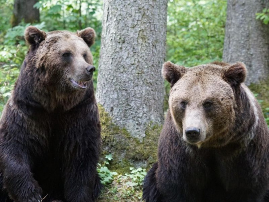 Podľa štátneho tajomníka envirorezortu v Európe čoraz viac počuť hlas zdravého rozumu: Viacero krajín hľadá podporu na preklasifikovanie medveďa do nižšej kategórie ochrany