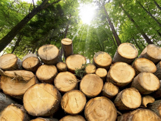 Európska komisia uverejnila úpravy dvoch nariadení k EUDR: Cieľom je zabezpečiť, aby produkty uvedené na trh EÚ alebo z neho exportované neprispievali k odlesňovaniu alebo degradácii lesov