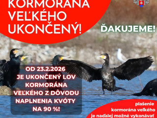 Slovenská poľovnícka komora a Slovenský rybársky zväz: Lov kormorána veľkého je z preventívnych dôvodov ukončený