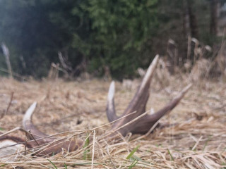 V TANAP-e odhaľujú prípady nelegálneho zberu parožia: Každý zhodený kus má pre odborníkov významnú hodnotu