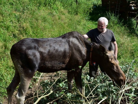 Poznámka: Pri Košiciach spozorovali losa. Podľa odborníka je to pôvodná zver a do našej prírody patrí