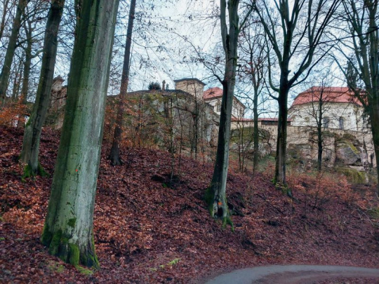 Lesy ČR obnovujú lesy v Českom raji: Spracujú presychajúce buky, poškodené smrekovce, nepôvodné smreky a vejmutovky – cieľom je presvetliť les a dosiahnuť bezpečnosť návštevníkov