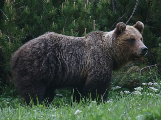 Mimoriadna situácia pre výskyt synantropných medveďov v Banskobystrickom samosprávnom kraji: Odvolaná bola v deviatich okresoch, pretrváva ešte v ôsmich