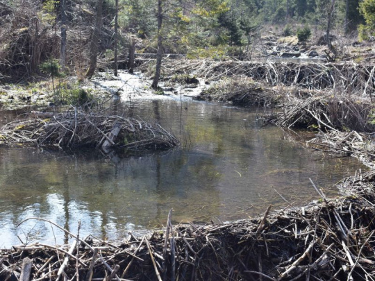 Na poľskej strane Pienín povolili odstrel 60 bobrov: Dôvodom ohrozenie verejnej bezpečnosti a majetku